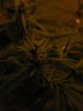 Plant 003.jpg