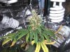 matts plant pics 018.jpg