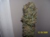 100_2409.jpg