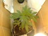 jungle jeuice . fruty juicexbig bud 077.jpg