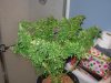 sativa 015.jpg