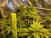 grow 35 005.jpg