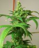 feb 11 011.jpg