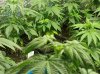 jackherer 087.jpg