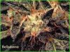 Paradise_seeds_Belladonna_1560.jpg