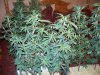 clones 020.jpg