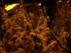 DSCF0251.jpg
