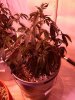 day 22 veg 003.jpg