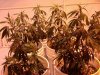 day 22 veg 004.jpg
