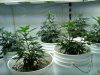 day 22 veg 005.jpg