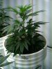 day 22 veg 006.jpg
