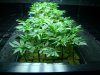calicreations-albums-pk-gdp-picture101459-dsc03750.jpg