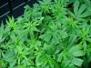 calicreations-albums-pk-gdp-picture101455-dsc03722.jpg