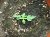 My grow 002.jpg