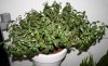 money plant.jpg