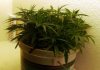 lostfedexman-albums-first-clone-lacy-picture99128-clone-day-22.jpg