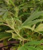 lostfedexman-albums-first-clone-lacy-picture100119-clone-day-35-15-flower.jpg
