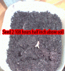 seed2.gif