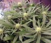 lostfedexman-albums-first-clone-lacy-picture101776-day-46-lacy-1-7.jpg