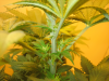 pistils.png pistils.png
