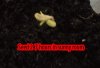 seed2leaf.jpg