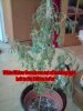 whitewidow mother.jpg