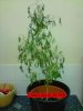 whitewidow mother 5h.jpg