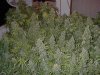 trim 001.jpg