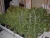 trim 003.jpg