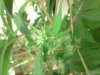 bushes bud.jpg