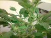 bushes buds 2.jpg