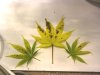 sick-plant.jpg