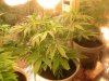rhinowreck LST top node farthest left.jpg