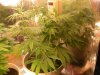 rhinowreck LST top node farthest right.jpg