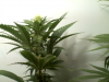 Deec Cola Forming Week3.png