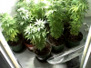 week3 flowering.png