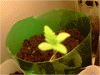 P110110_21.20[04].gif