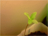 P110110_21.21.gif