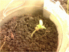 P110110_21.21[01].gif