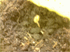 P110110_21.21[02].gif