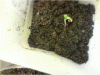P110110_21.21[04].gif