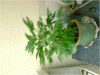 P110110_19.59.gif