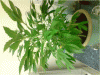 P110110_19.59[02].gif