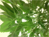 P110110_20.00.gif