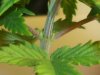 cfl 007.jpg