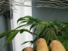 Plant1-smallest.jpg