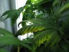 Plant3BadLeaf Plant1 Back.jpg