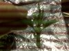 IMG00032.jpg
