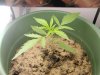plants 001.jpg