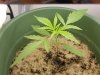 plants 002.jpg